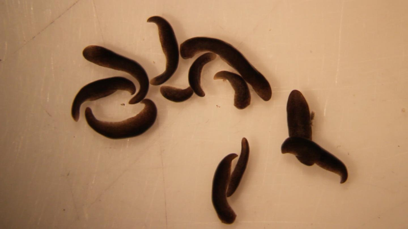 Space-exposed worms. (Image: Junji Morokuma, Allen Discovery Center at Tufts University)
